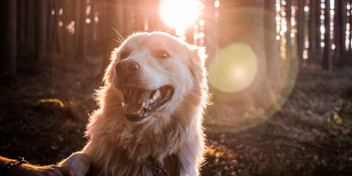 Are Dogs Allowed In The National Park?: Click to visit page.