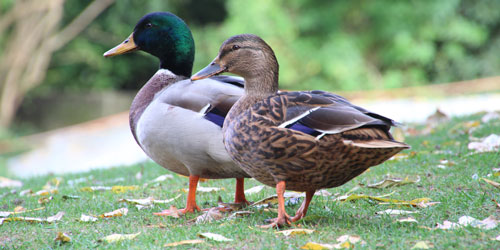 ducks ducks
