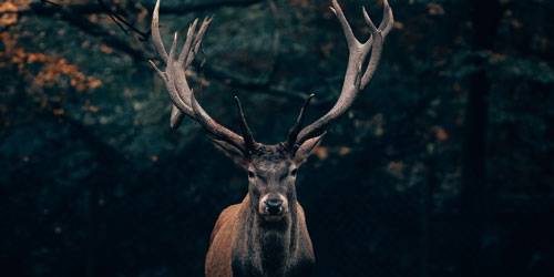 Elk Viewing in the Smokies: Click to visit page.