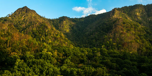 Chimney Tops Trail: Click to visit page.