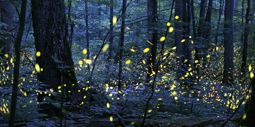 Synchronous Fireflies