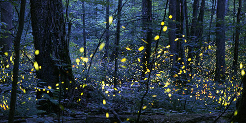 Synchronous Fireflies in the Smokies: Click to visit page.