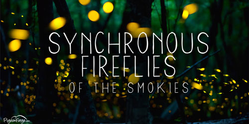 Synchronous Fireflies: Click to visit page.