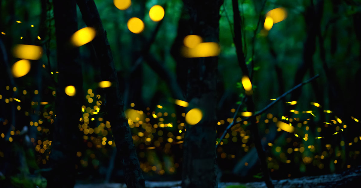 Click to open Synchronous Fireflies in the Smokies post