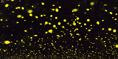 Synchronous Fireflies in the Smokies: Click to visit page.