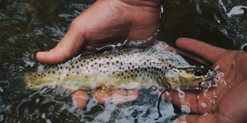 Smoky Mountains Fly Fishing: Click to visit page.