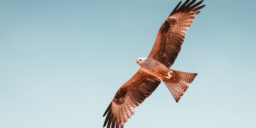 Hawk flying Hawk flying