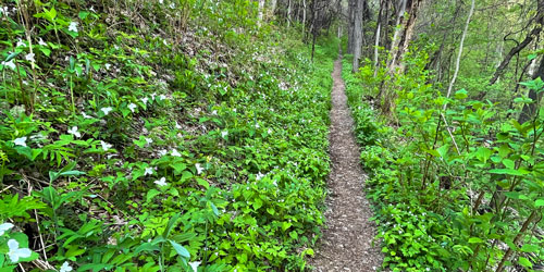 Huskey Gap wildflower trails