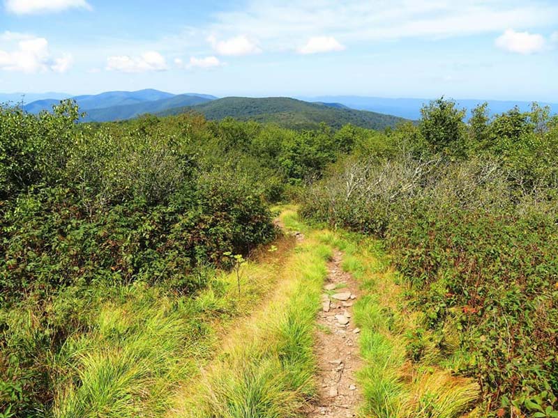 The AT leading up to Rocky Top (Smoky Mountain Hikertrash) Thunderhead Mountain (Rocky Top)