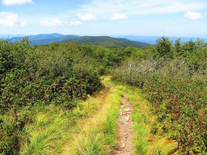 Hike to Top Thunderhead Great Smoky Mountains