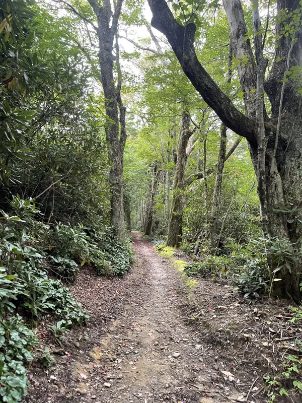 Lead Cove Trail