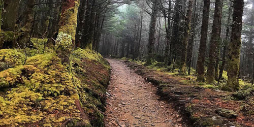 Hiking To Mt LeConte: 6 Different Routes: Click to visit page.