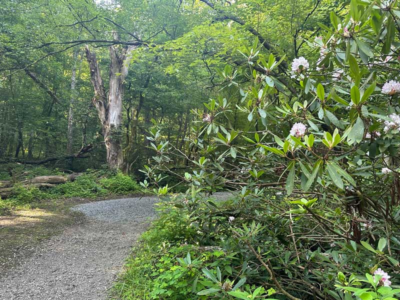 Spur trail to Walker Sisters Cabin Little Brier Gap Trail (Walker Sisters Cabin)