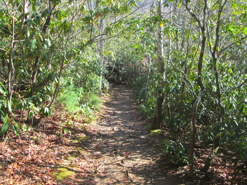Little Brier Gap Trail from Smoky Mountain Hikertrash Little Brier Gap Trail (Walker Sisters Cabin)