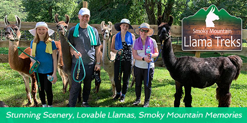Smoky Mountain Llama Treks: Click to visit website.