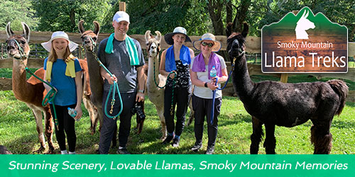 Smoky Mountain Llama Treks: Click to visit website. Smoky Mountain Llama Treks
