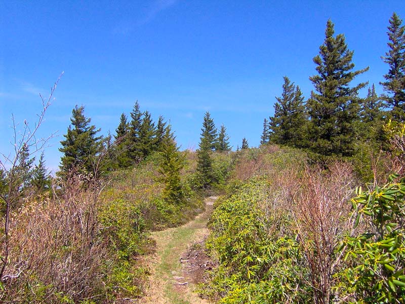 Maddron Bald Trail (Albright Grove)
