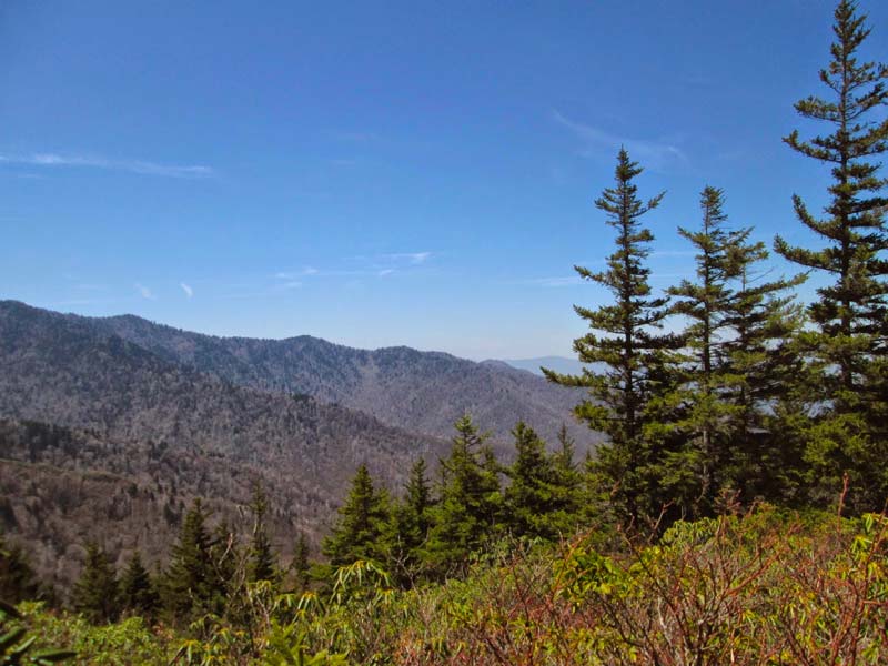 Maddron Bald Trail (Albright Grove)