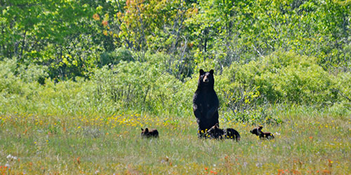 Bears in Cades Cove Bears in Cades Cove