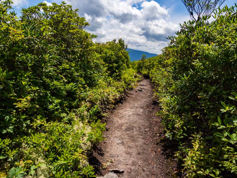 Part of the 0.6 mile Mt. Cammerer Trail Mt. Cammerer Trail via Low Gap + AT