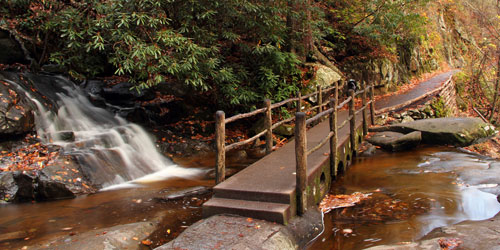 Smoky Mountain Plants & Flowers: Click to visit page.