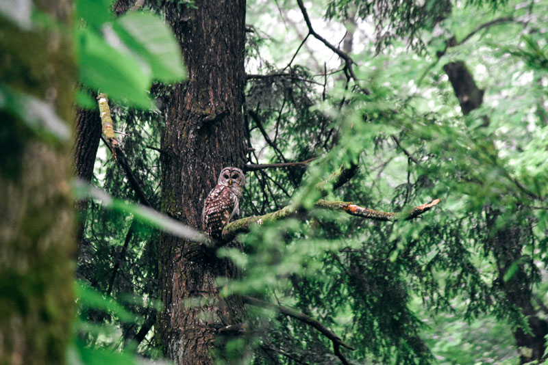 Elkmont Nature Trail