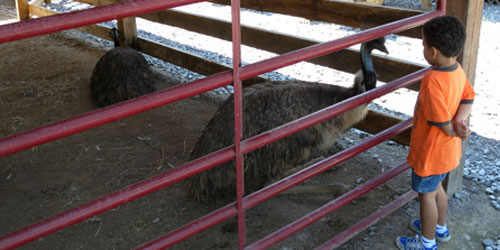 Big Rock Dude Ranch: Click to visit page.