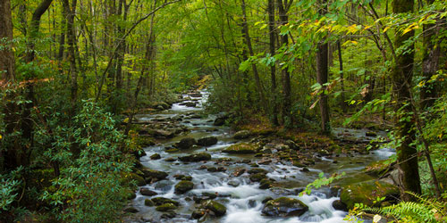 Porters Creek Trail: Click to visit page.