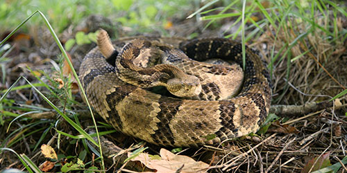 Snakes In The Smoky Mountains
