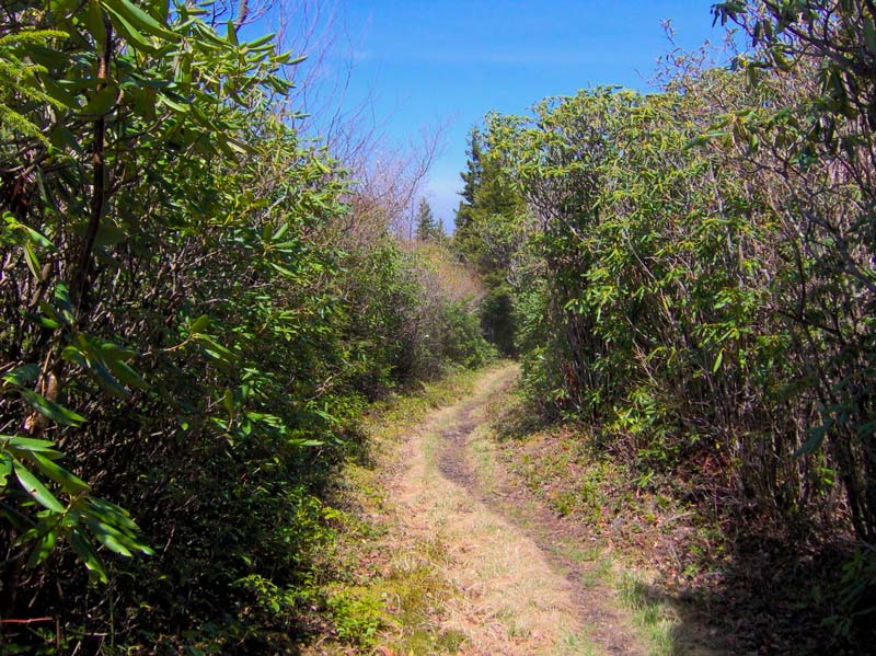 Maddron Bald Trail (Albright Grove)