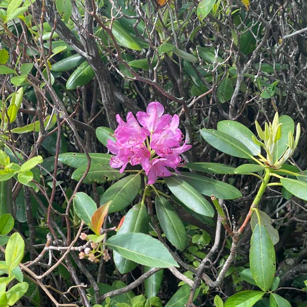 Rhododendrons on Brushy Mountain Brushy Mountain Trail (Mt. LeConte)