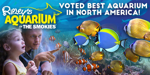 Ad - Ripley’s Aquarium of the Smokies: Click to visit website
