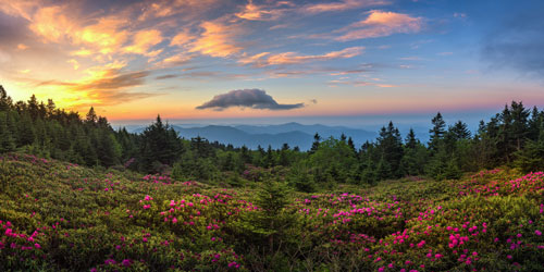 A dramatic sunrise over blooming Catawba Rhododendron field at Tennessee's Roan Mountain State Park