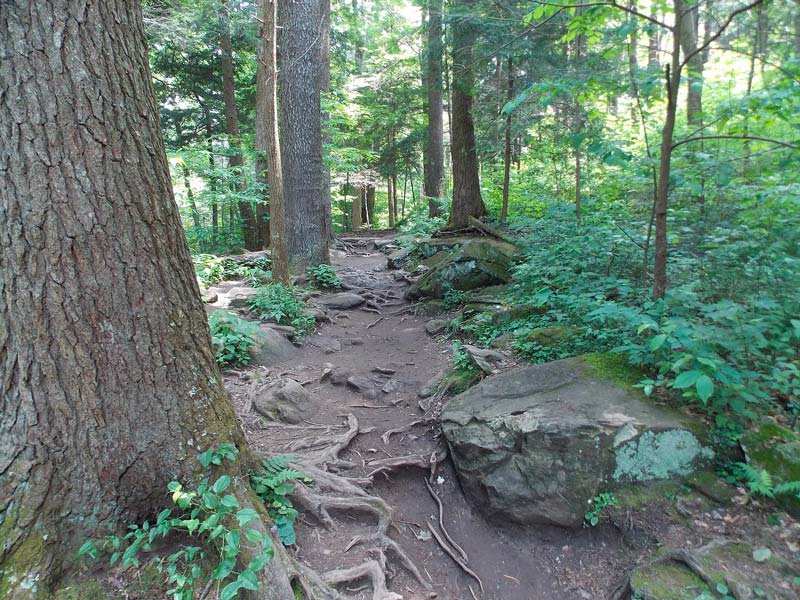 Trillium Gap Trail (Grotto Falls, Mt. LeConte)