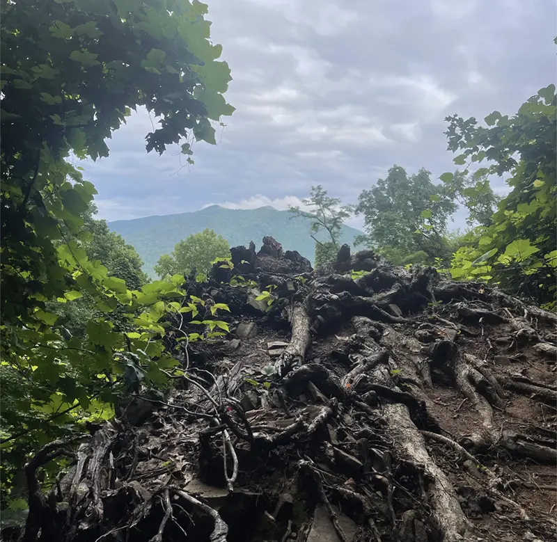 A downed tree reveals views of Scott Mountain Lead Cove Trail