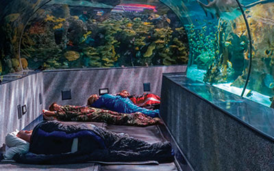 Sleep With The Sharks at Ripley’s Aquarium: Click for event info.