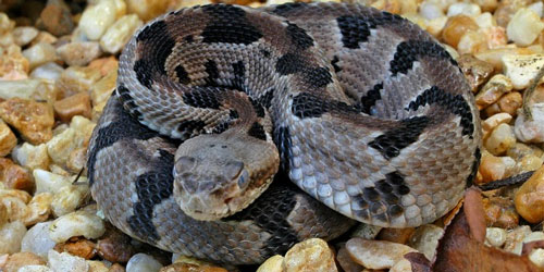 Poisonous Snakes in the Smoky Mountains: Click to visit page.
