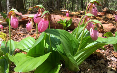 Spring Wildflower Pilgrimage: Click for details.