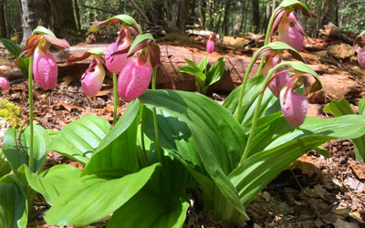 Spring Wildflower Pilgrimage: Click for event info.