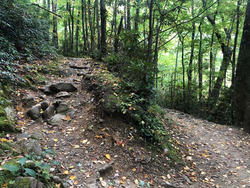 Switchbacks! Mt. Cammerer Trail via Low Gap + AT