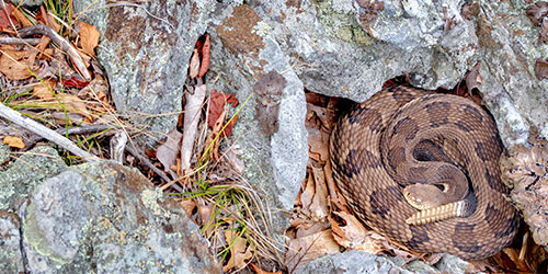 4 Fast Facts About Poisonous Snakes In The Great Smoky Mountains