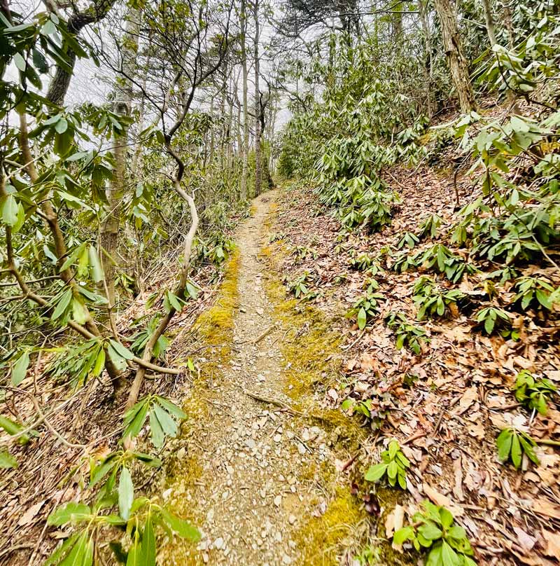 Lower Mt. Cammerer Trail