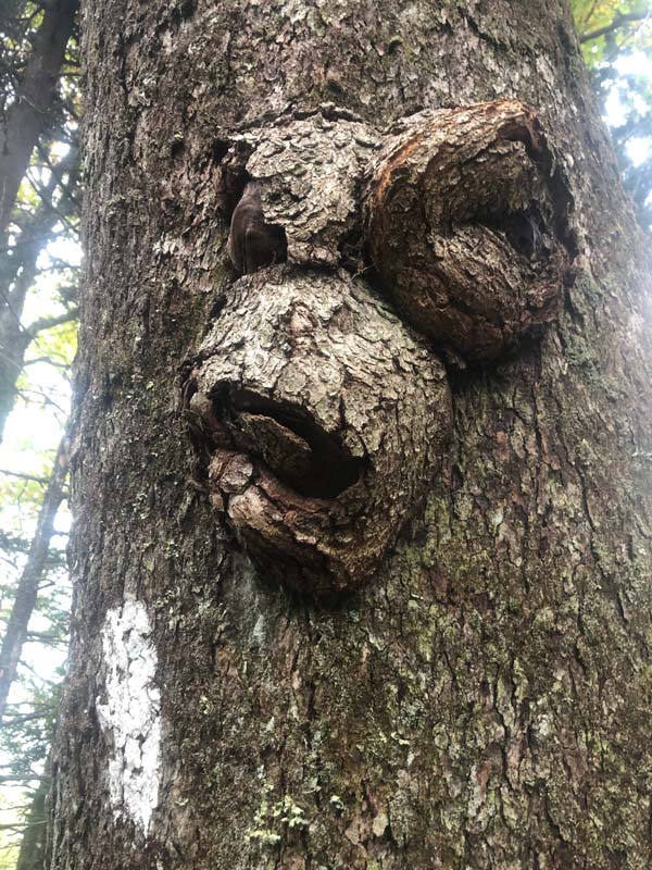 Crazy face on this tree next to an AT blaze Mt. Cammerer Trail via Low Gap + AT