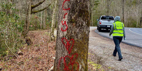 Red spray paint on a tree