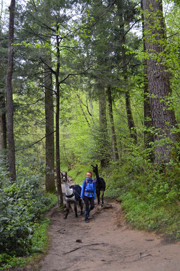 Trillium Gap Trail (Grotto Falls, Mt. LeConte)