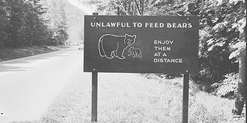 Bears In The Smoky Mountains Bears In The Smoky Mountains
