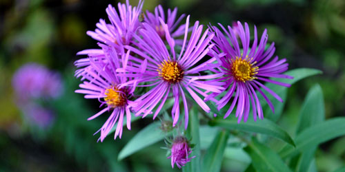 Types Of Wildflowers In The Smoky Mountains: Click to visit page.